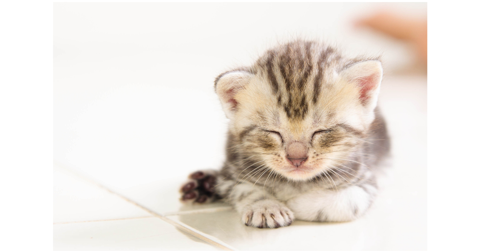 寝ているかわいい子猫