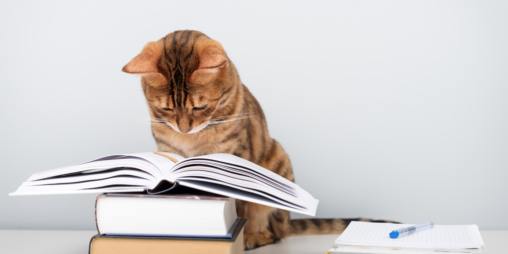 本を読んでいる猫